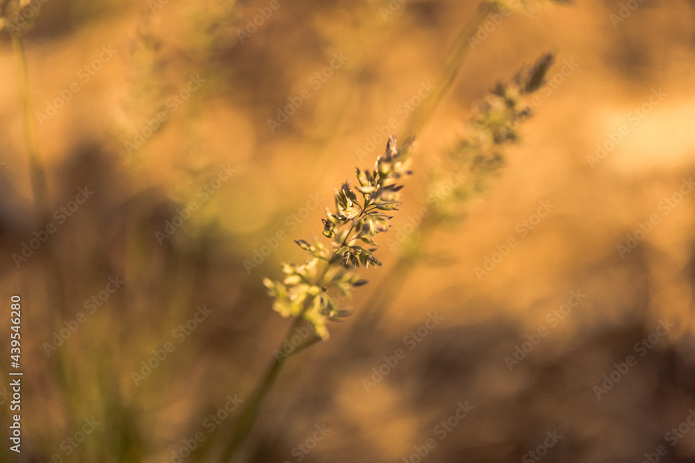 Fototapeta premium Macro images of wild wheat-like growth against a blurred background