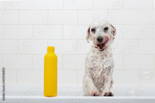 Little funny wet white dog and yellow shampoo bottle and bubbles in the bath, place for text. Advertising mock up