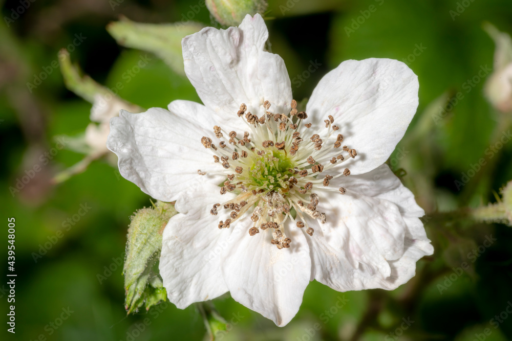 Detail shot of a blackberry blossom in the sunshine Detail shot of a blackberry blossom in the sunshine