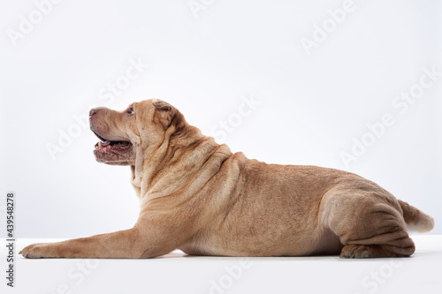 Shar Pei on white background. red dog lying