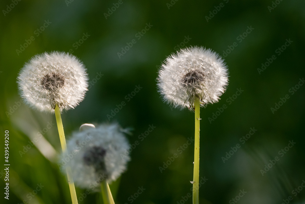 Selective focus photo. Fluffs of dandelion flowers.