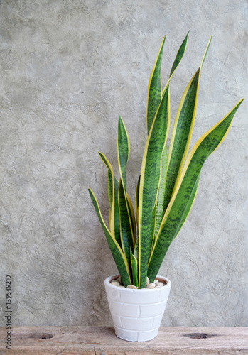 SANSEVIERIA FERNWOOD PUNK - SNAKE PLANT in white pot on rustic wood table cement wall background,house plant trees absorb toxins to purify the air