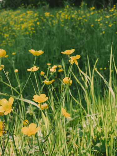 A field of yellow flowers close-up, vertical photography. Floral natural bright background image. Cope space.