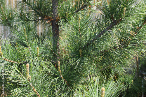 Branches of young cedar. Texture background, close-up.