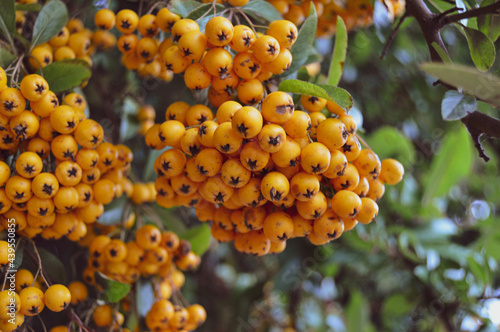 yellow berries