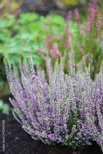 Calluna, Heather pink, Flowers, Natural photo, Spring and summer bloom, Selective focus