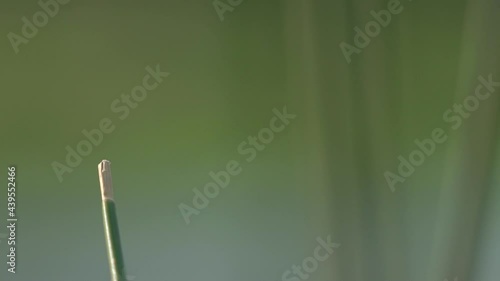 close up of a dragonfly on a grass leaf