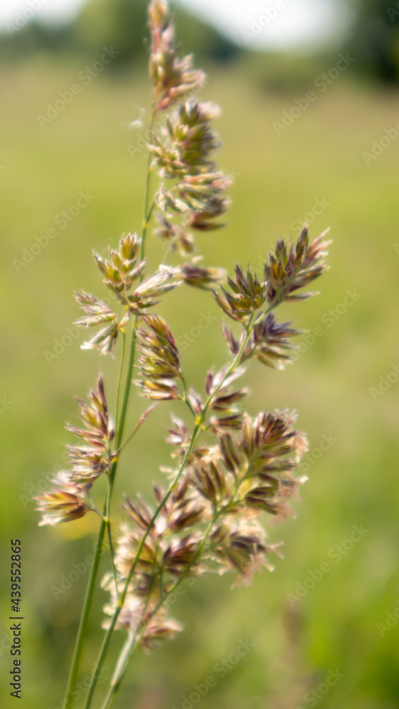 Beautiful wildflowers and wild herbs on a green meadow. Warm and sunny summer day. Meadow flowers. Wild summer flowers field. Summer landscape background with beautiful flowers.