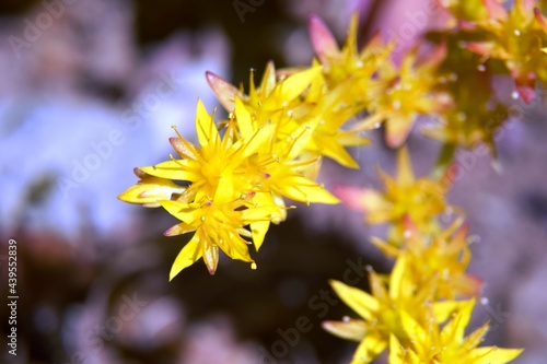 Sedum palmeri photo