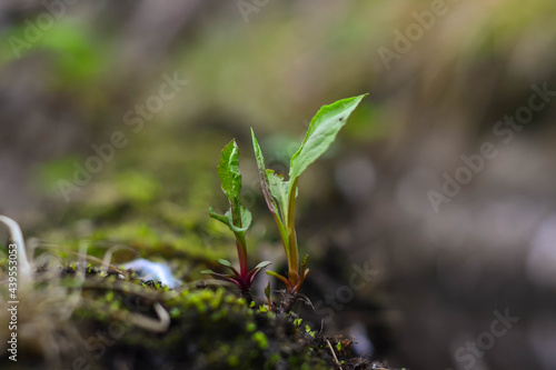 Spring sprout