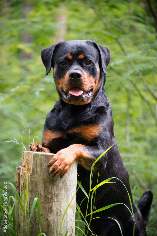 Rottweiler stand on the stump Rottweiler stand on the stump