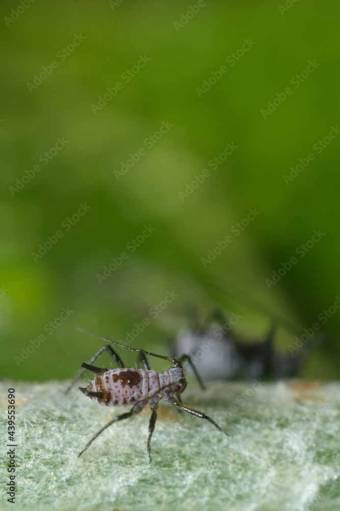 Parasites on the stem of a Mediterranean plant leaf.Gray aphids attack plants and suck their sap. Italy. Parasites on the stem of a Mediterranean plant leaf.Gray aphids attack plants and suck their sap. Italy.