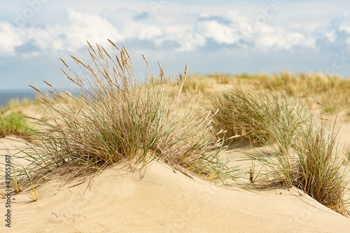 Beautiful calm blue sea with waves and sandy beach with reeds and dry grass among the dunes  travel in summer and holidays concept  sea landscape