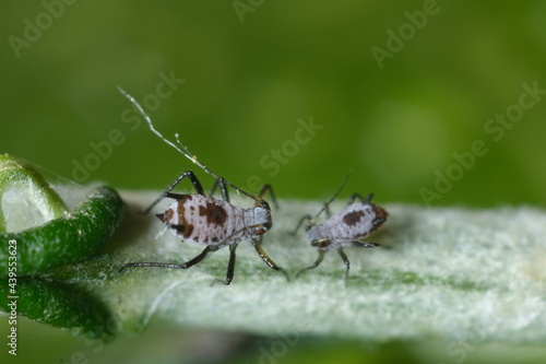 Parasites on the stem of a Mediterranean plant leaf.Gray aphids attack plants and suck their sap. Italy.  © MyVideoimage.com