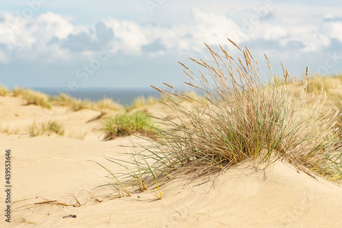 Beautiful calm blue sea with waves and sandy beach with reeds and dry grass among the dunes, travel in summer and holidays concept, sea landscape