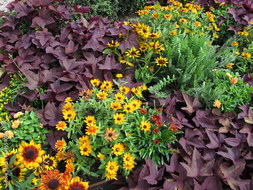 Flowerbed in the garden with black-eyed susan, coral bells, common tansy and zinnia