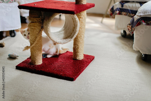 Cat having fun with scratcher photo