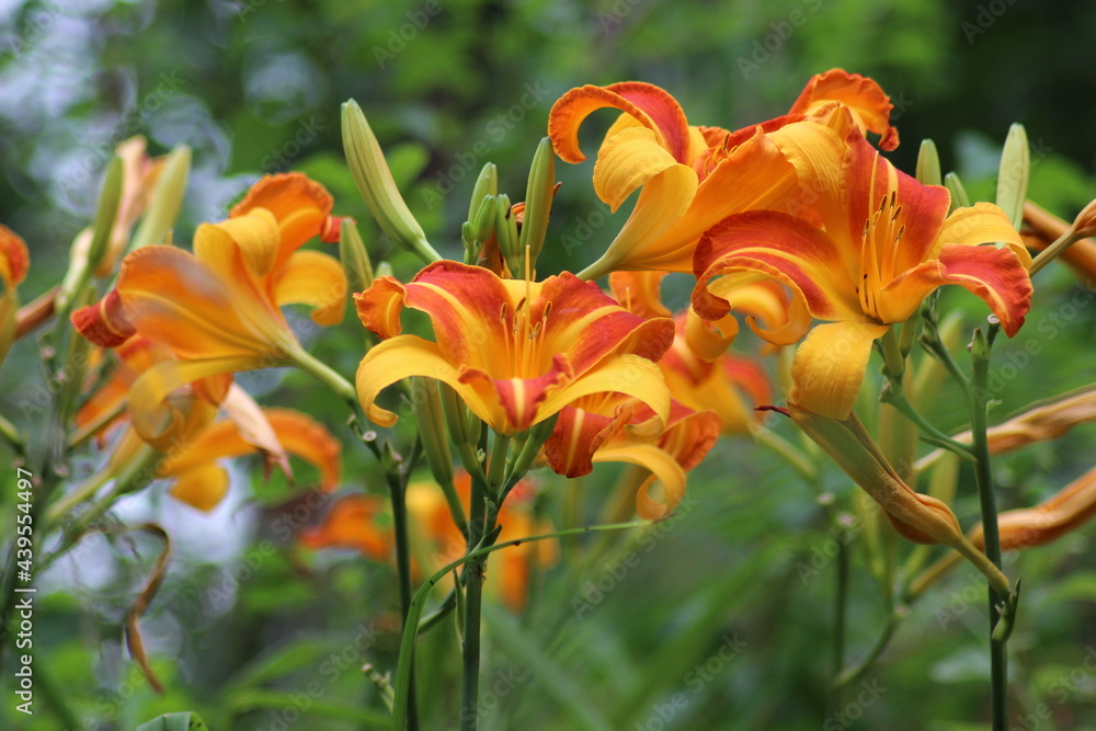Buds and flowers of the daylily Frans Hals. Buds and flowers of the daylily Frans Hals.