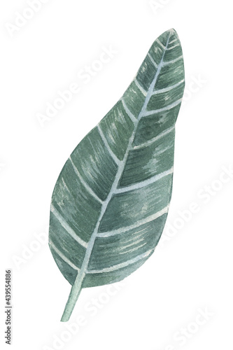  Natural leaves exotic watercolor  green tropical leaves  fern  dense jungle  hand painted botanical summer illustration