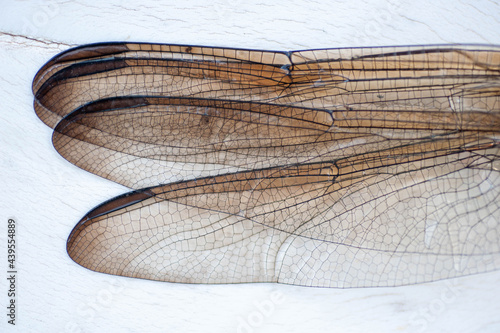 Dragonfly Wings photo