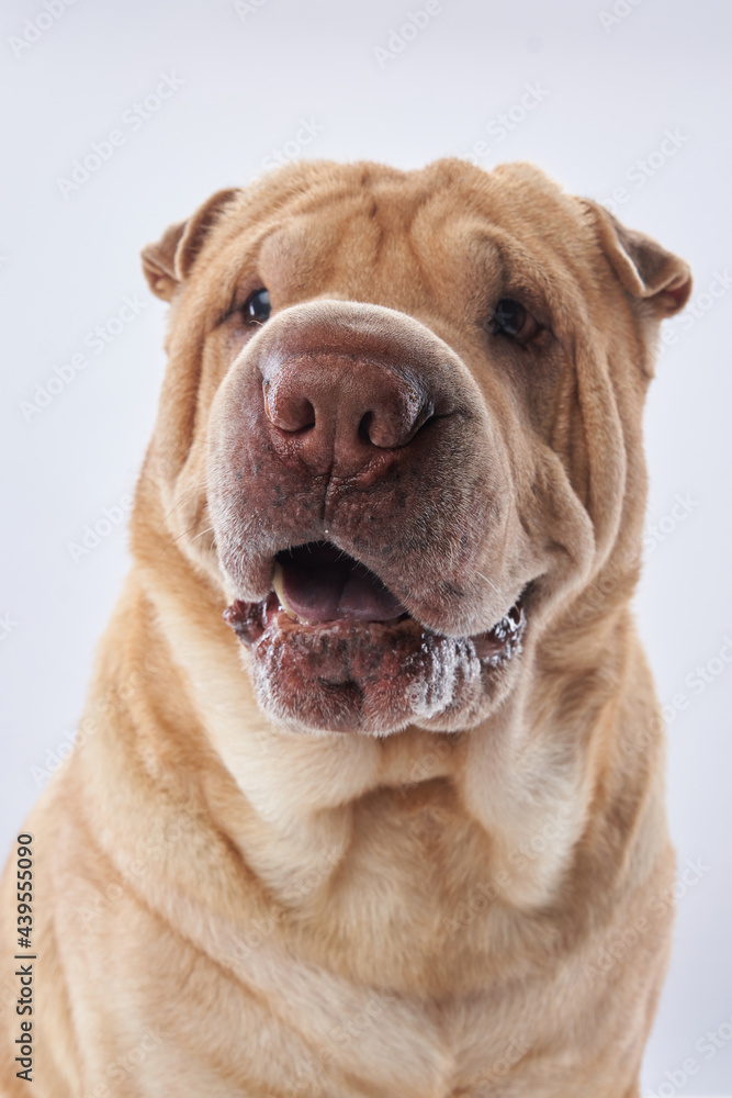 Shar Pei on white background. The dog smiles, funny face