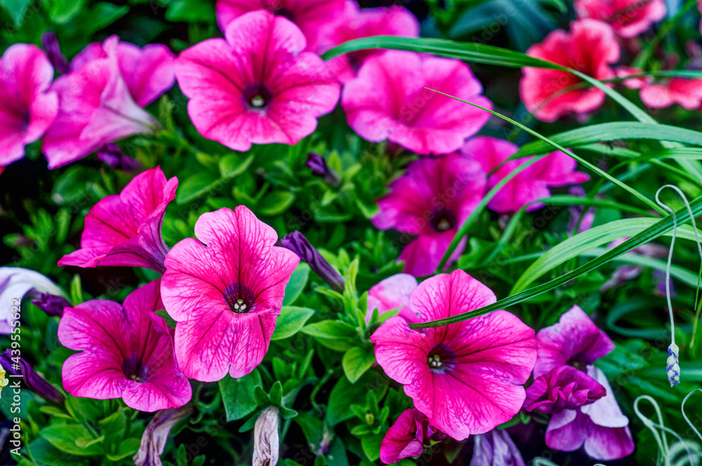 Petunia Juss in a natural environment, in full bloom at close range, elegant, intimate, romantic, delicate