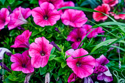 Petunia Juss in a natural environment, in full bloom at close range, elegant, intimate, romantic, delicate