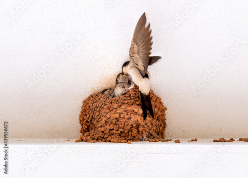 House martin, Swallow of the eaves, of the species Delichon urbicum, adult feeding its small children in the nest photo