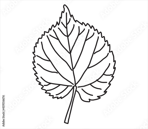 Linden leaf in the doodle style. Hand-drawn autumn silhouette. 
Botanical vector illustration