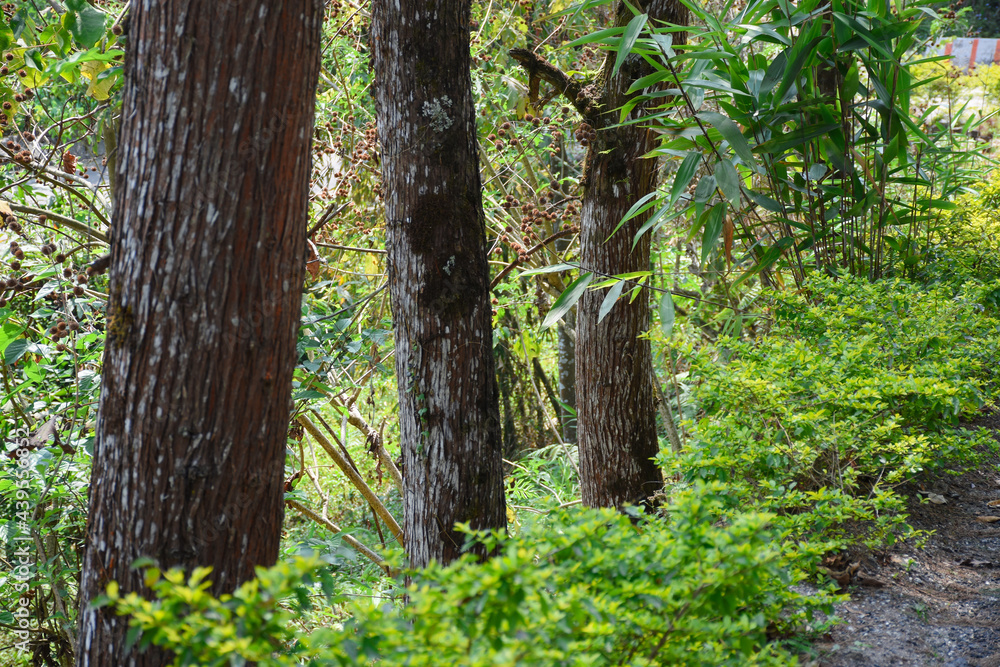 Rows of pine tree trunk , visible bark pattern, green vegetation. Rows of pine tree trunk , visible bark pattern, green vegetation.