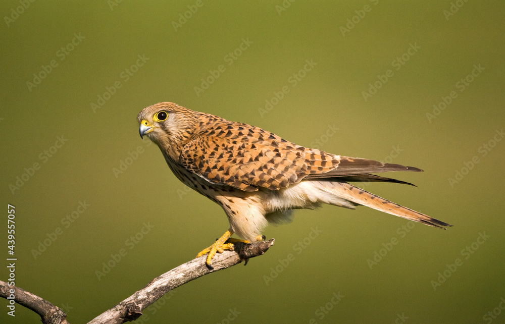 Torenvalk, Common Kestrel, Falco tinnunculus