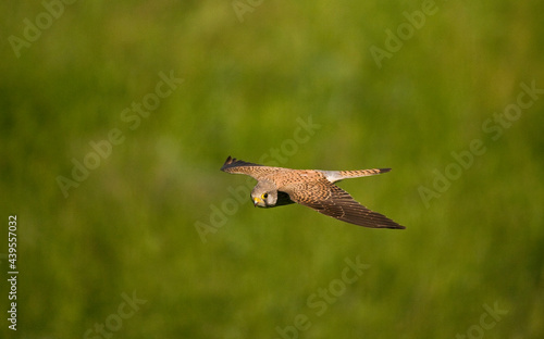 Torenvalk, Common Kestrel, Falco tinnunculus photo