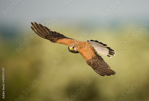 Obraz na płótnie Torenvalk, Common Kestrel, Falco tinnunculus w salonie
