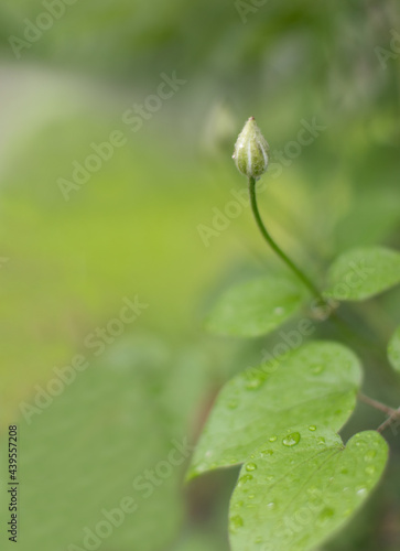 A flower bud under the sun. Raindrops on green leaves.