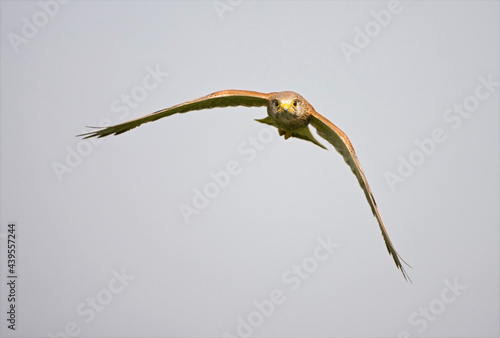 Torenvalk, Common Kestrel, Falco tinnunculus photo