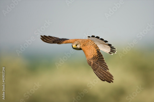 Bild auf Leinwand Torenvalk, Common Kestrel, Falco tinnunculus