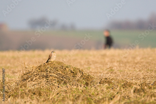 Torenvalk, Common Kestrel, Falco tinnunculus photo