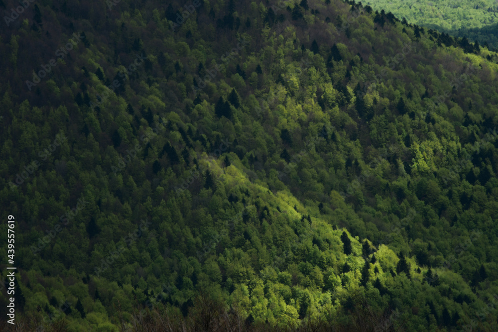 Obraz premium Bieszczany in spring.