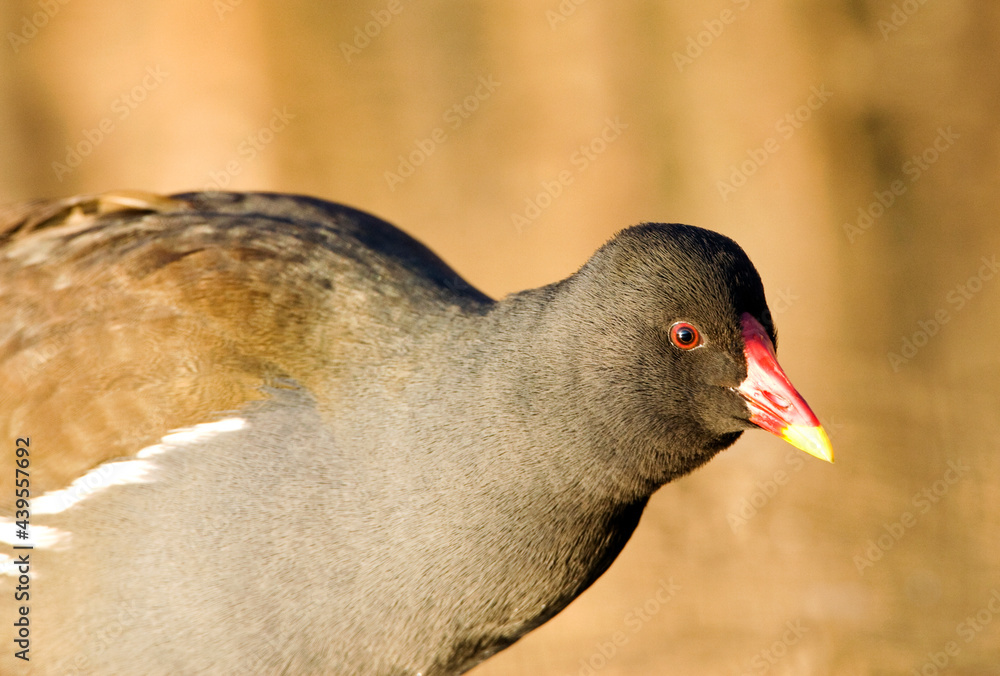 Waterhoen, Common Moorhen, Gallinula choloropus Waterhoen, Common Moorhen, Gallinula choloropus