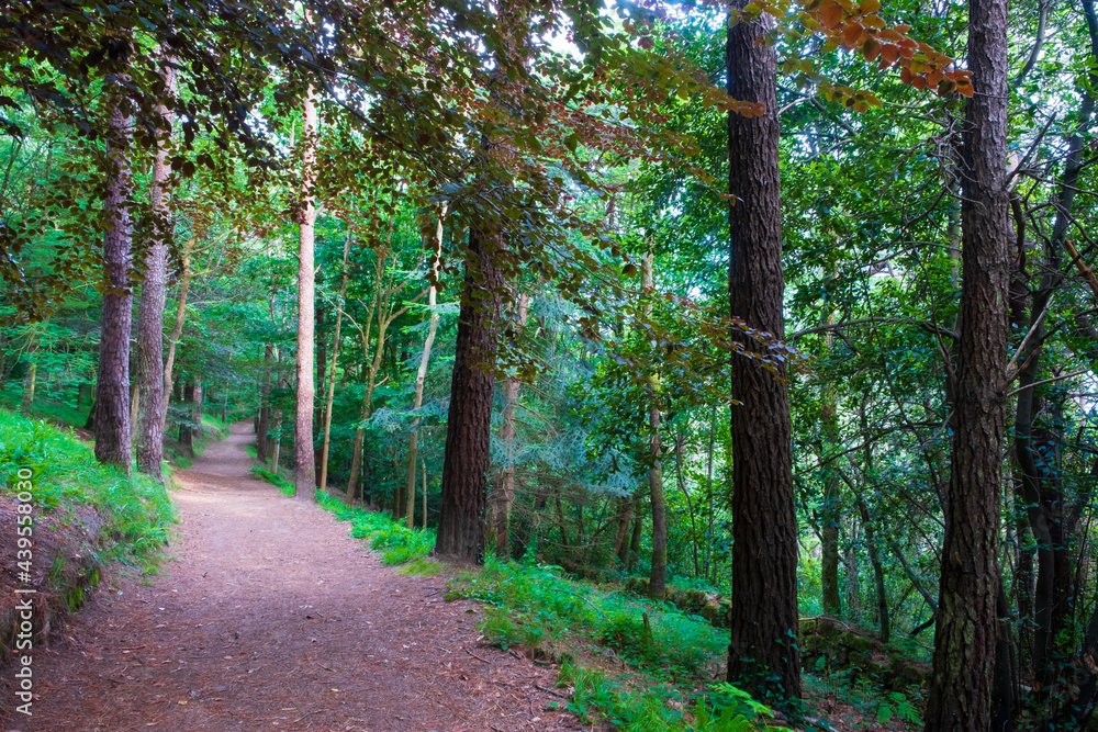 Path in the forest, Monte Ulia in Donostia-San Sebastian, Euskadi Path in the forest, Monte Ulia in Donostia-San Sebastian, Euskadi