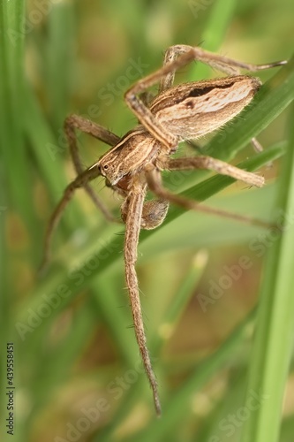 Nursery web spider Pisaura mirabilis