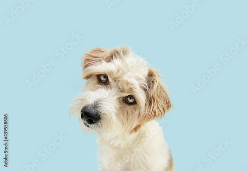 Portrait curious jack russell dog tilting head side. Isolated on blue colored background. Dog thinking concept