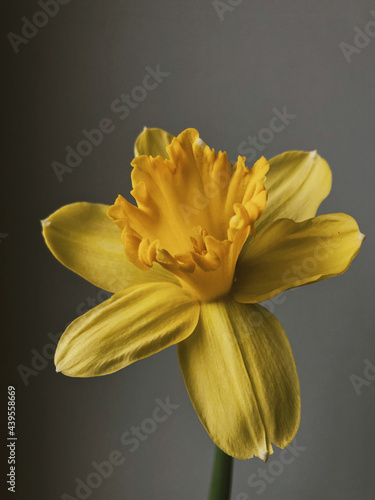 Yellow daffodil flower photo