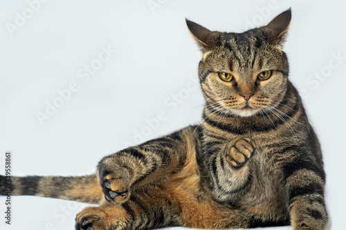 Fotografie Beautiful tabby cat with vibrant yellow eyes and asking face expression points out right to you with paw