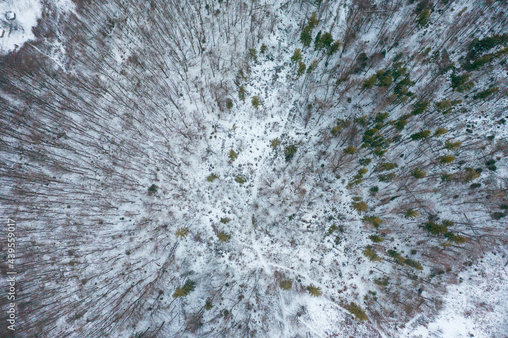 frozen mountain and forest frozen mountain and forest