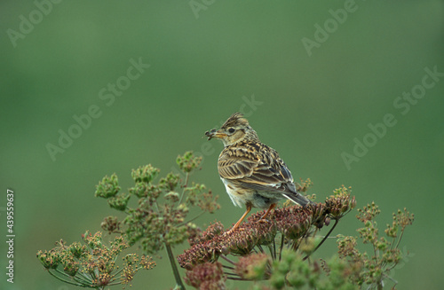 Eurasian Skylark, Veldleeuwerik, Alauda arvensis photo