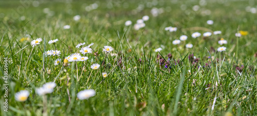 Common daisies on a green grass lawn