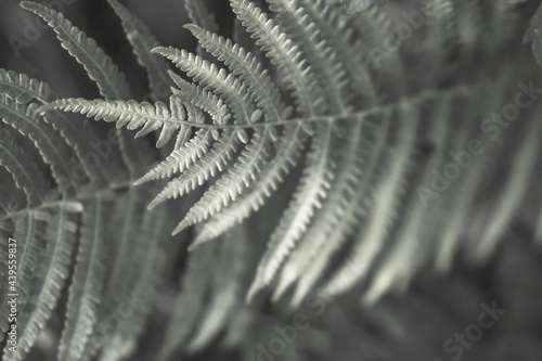 Fern leaves silhouettes. Art photography for an interior poster. Natural background in deep green monochrome colors