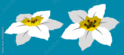 Daffodil flower vector flat isolated colorful illustration