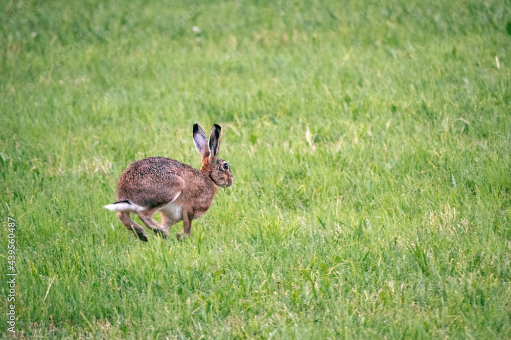 Hase 2 Hase 2